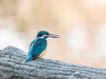 Common Kingfisher 善福寺公園 Fri, 2/19/2021