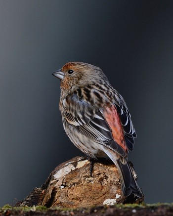 Pallas's Rosefinch Unknown Spots Wed, 12/28/2016