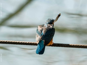 Common Kingfisher 善福寺公園 Fri, 2/19/2021