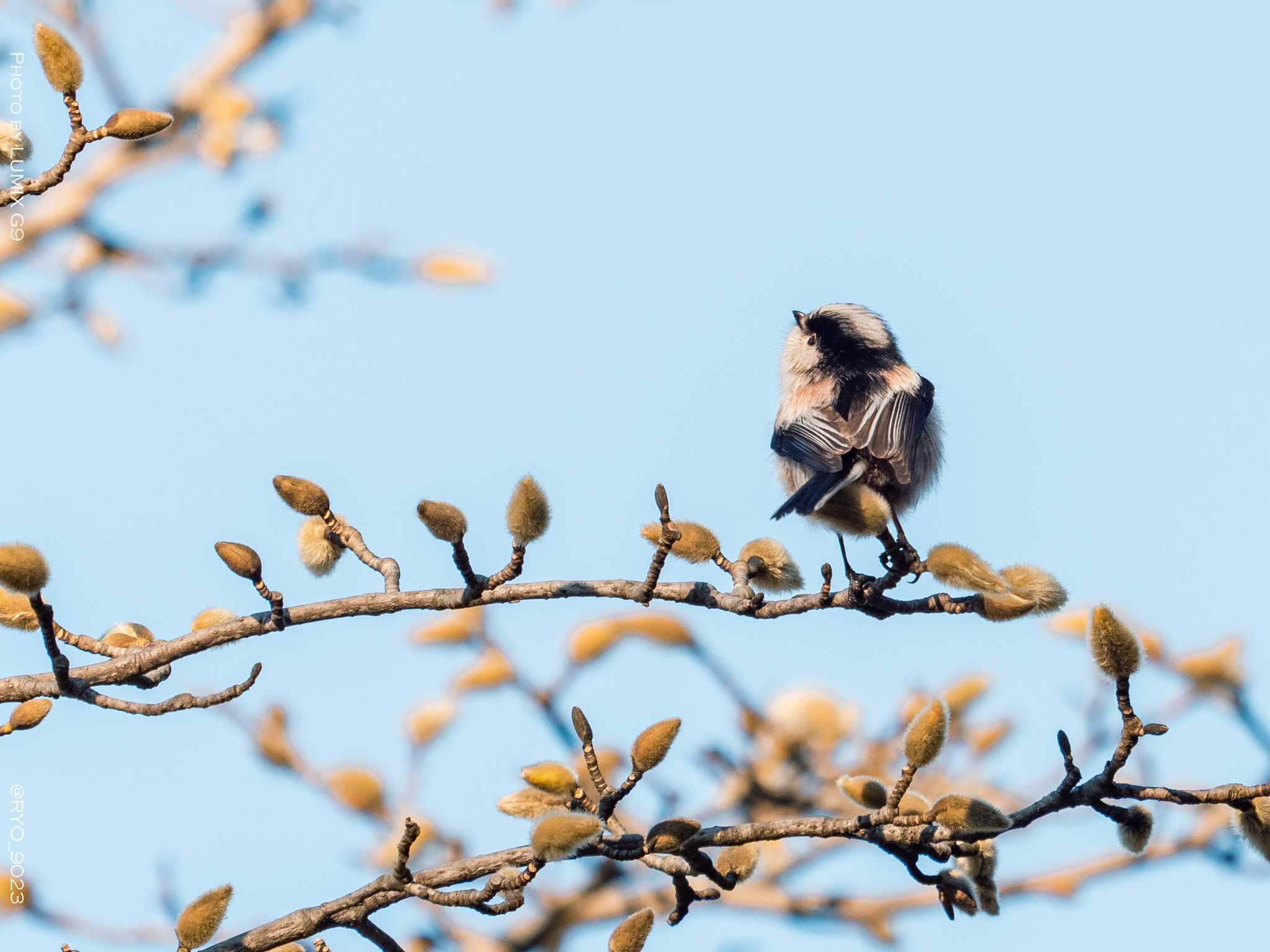 Photo of Long-tailed Tit at 善福寺公園 by Ryo_9023
