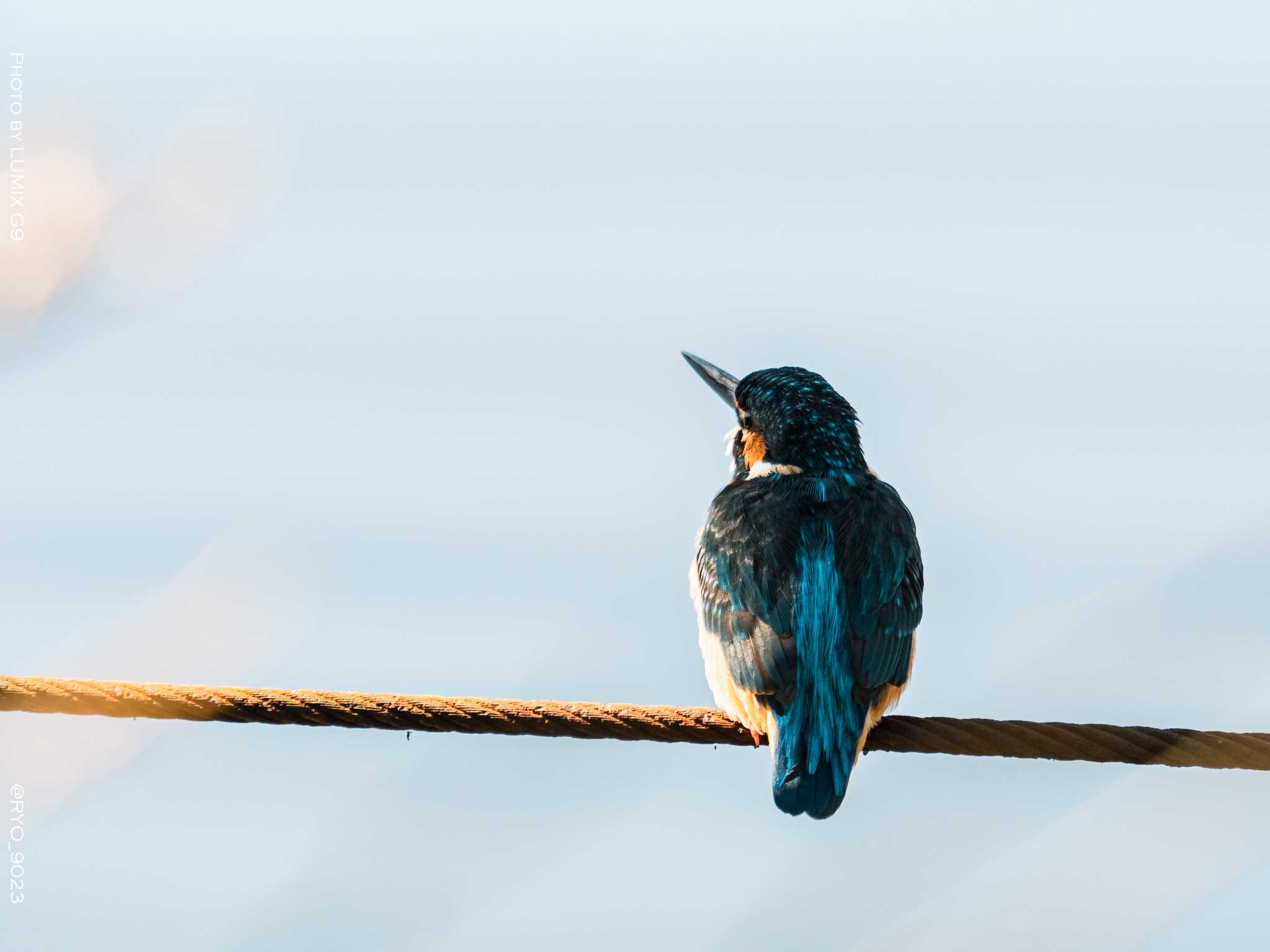 Photo of Common Kingfisher at 善福寺公園 by Ryo_9023