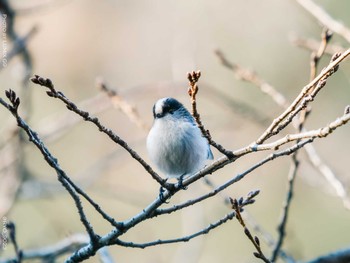 Long-tailed Tit 善福寺公園 Fri, 2/19/2021