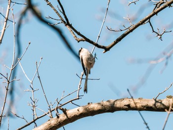 エナガ 善福寺公園 2021年2月19日(金)