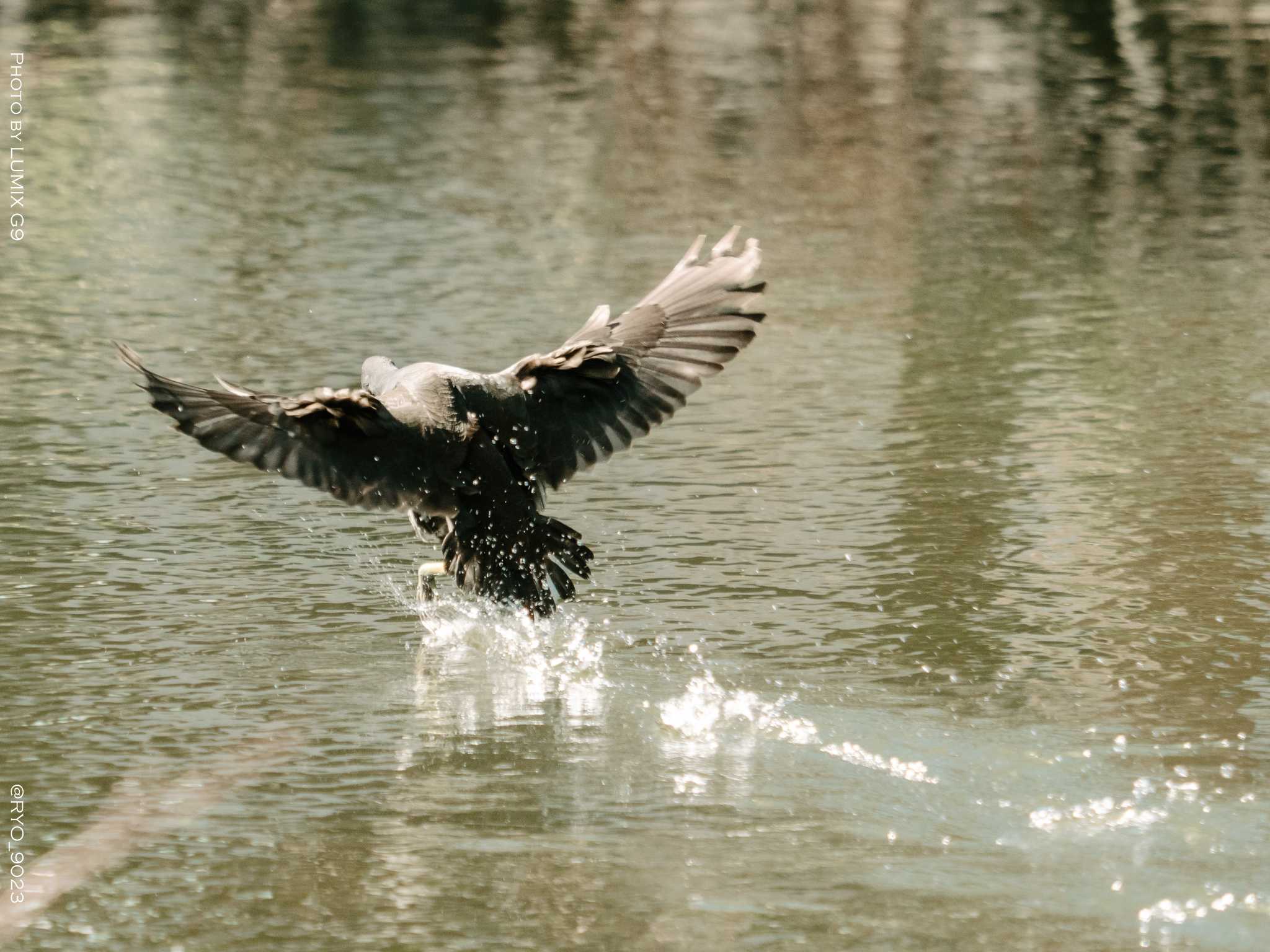 善福寺公園 オオバンの写真 by Ryo_9023