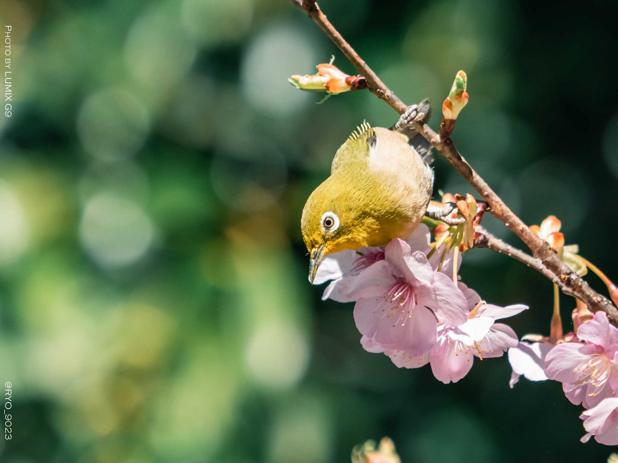 善福寺公園 メジロの写真 by Ryo_9023