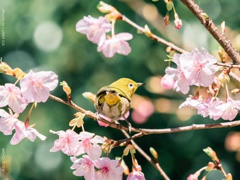 メジロ 善福寺公園 2021年2月19日(金)