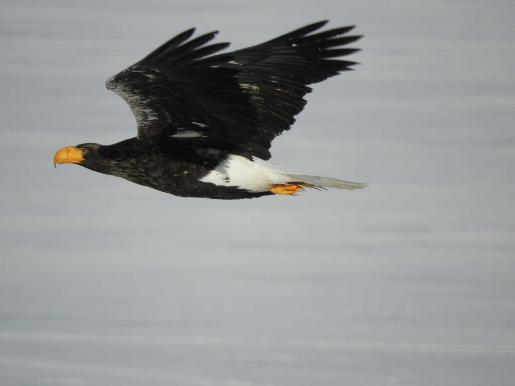 Photo of Steller's Sea Eagle at 風連湖 by kaz