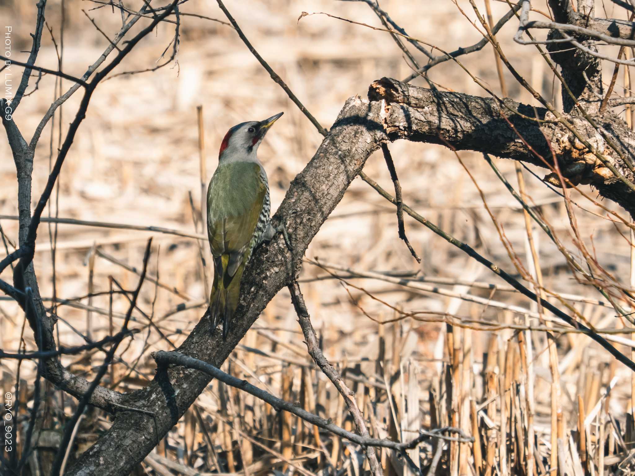 善福寺公園 アオゲラの写真 by Ryo_9023