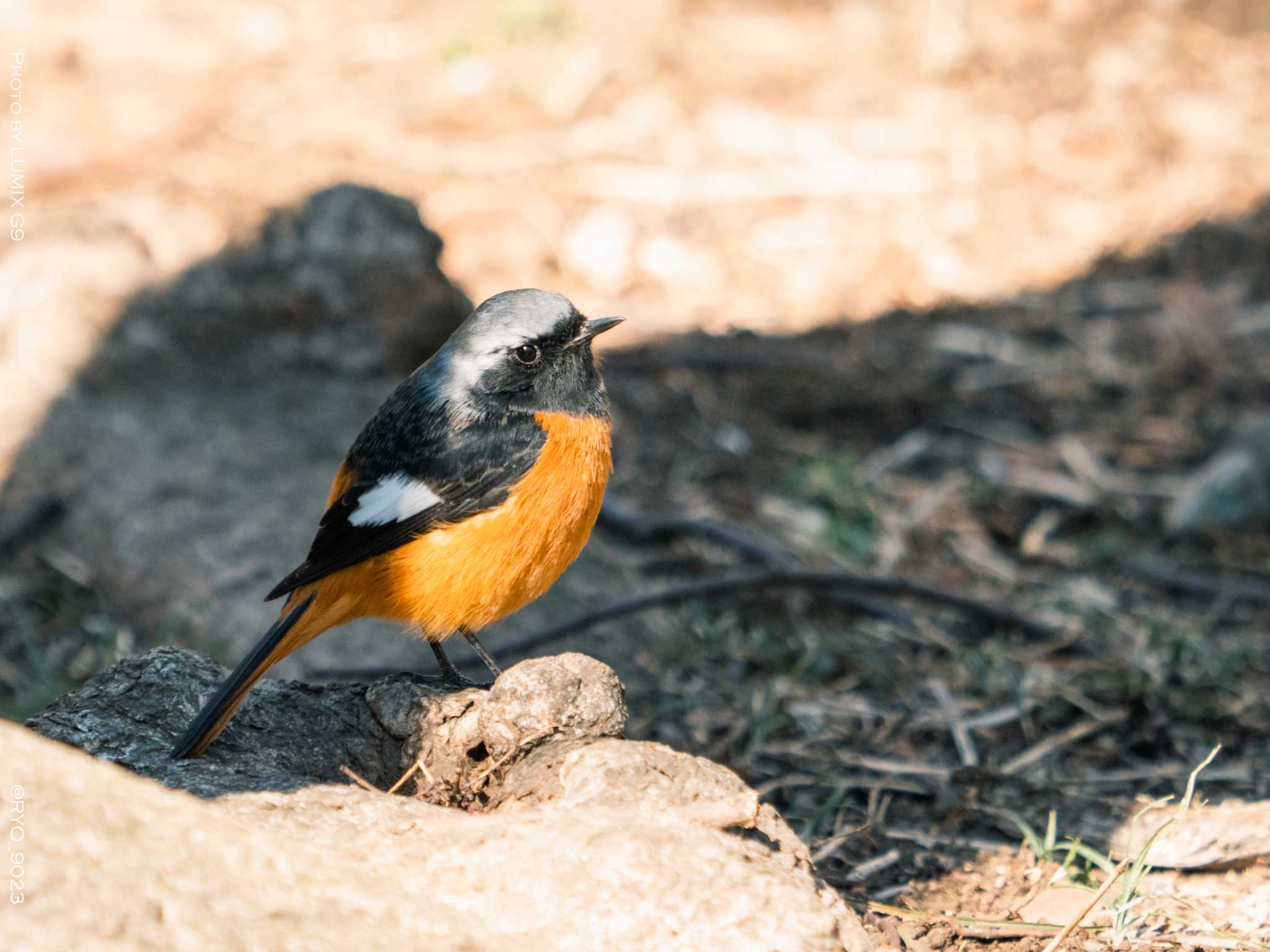 善福寺公園 ジョウビタキの写真 by Ryo_9023