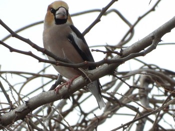 Hawfinch Aobayama Park Sat, 2/20/2021