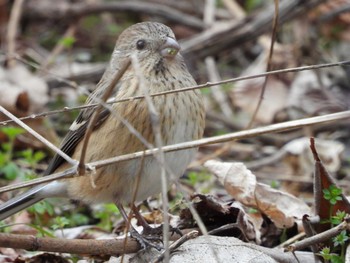 Siberian Long-tailed Rosefinch Aobayama Park Sat, 2/20/2021