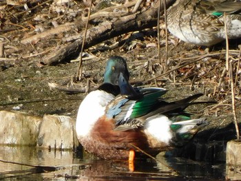 2021年2月20日(土) 大宮第3公園の野鳥観察記録