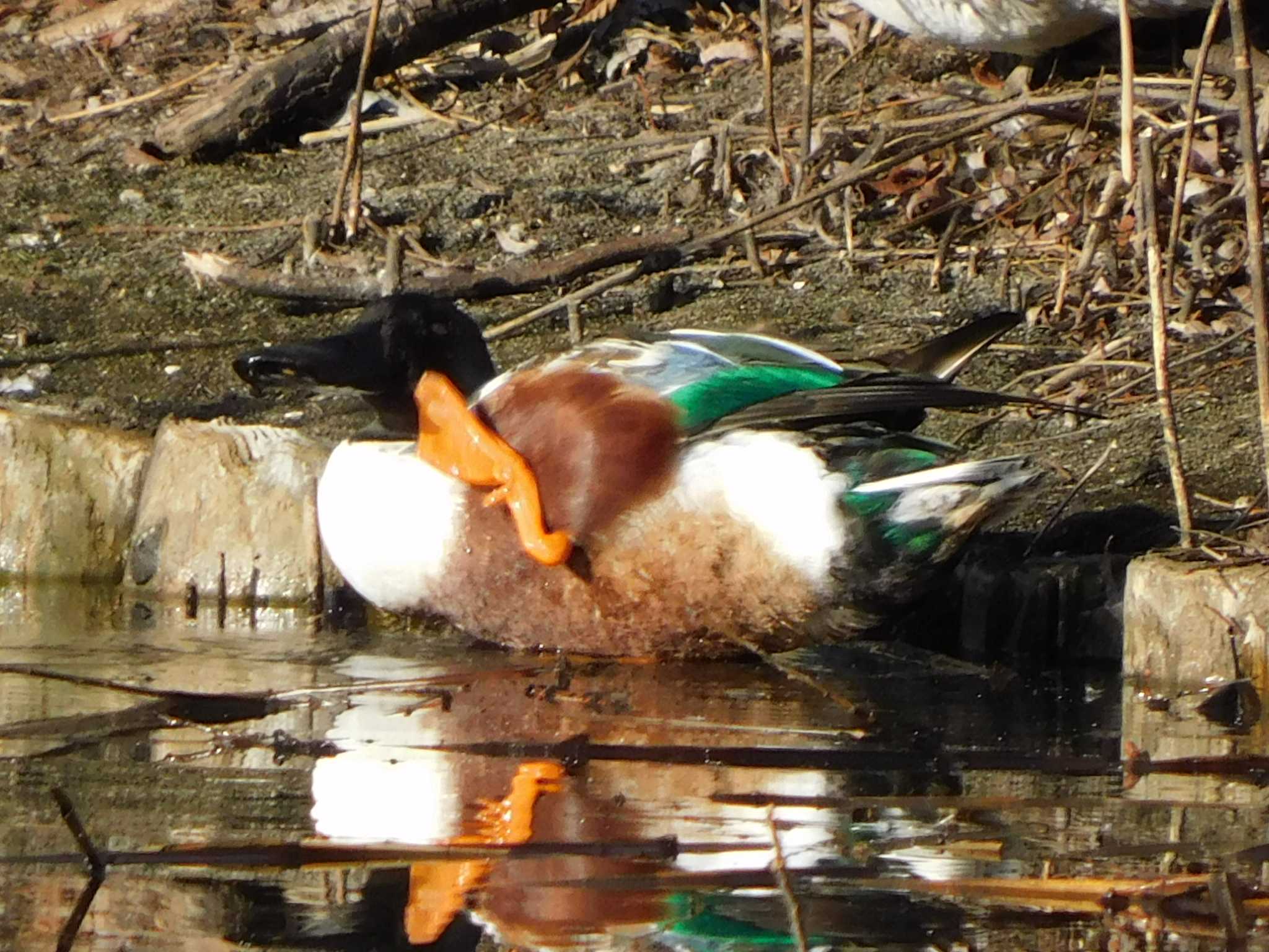 Northern Shoveler