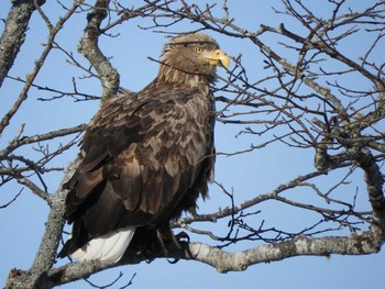 White-tailed Eagle 風連湖 Sun, 1/8/2017