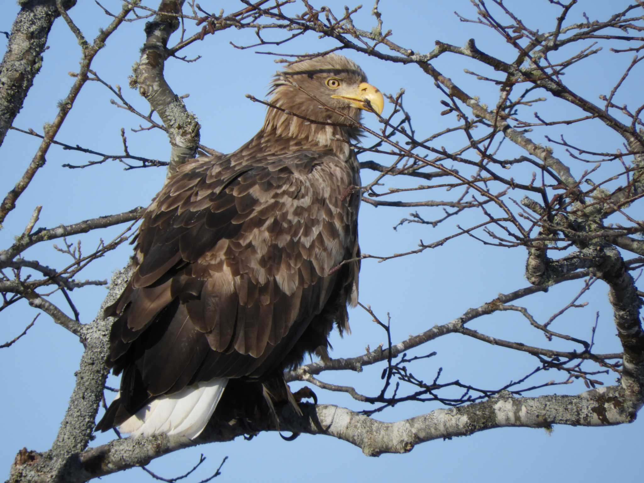Photo of White-tailed Eagle at 風連湖 by kaz