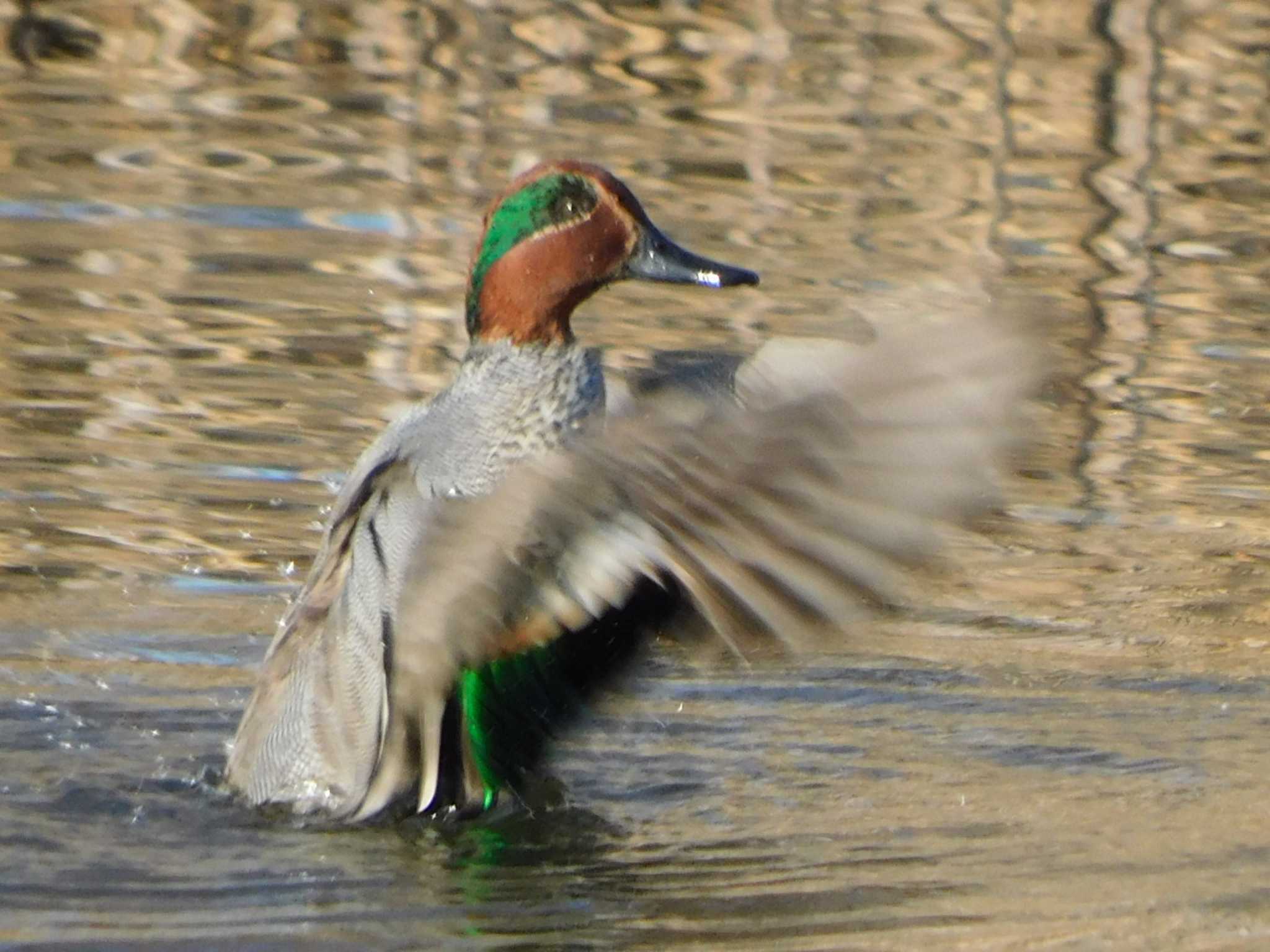 Eurasian Teal