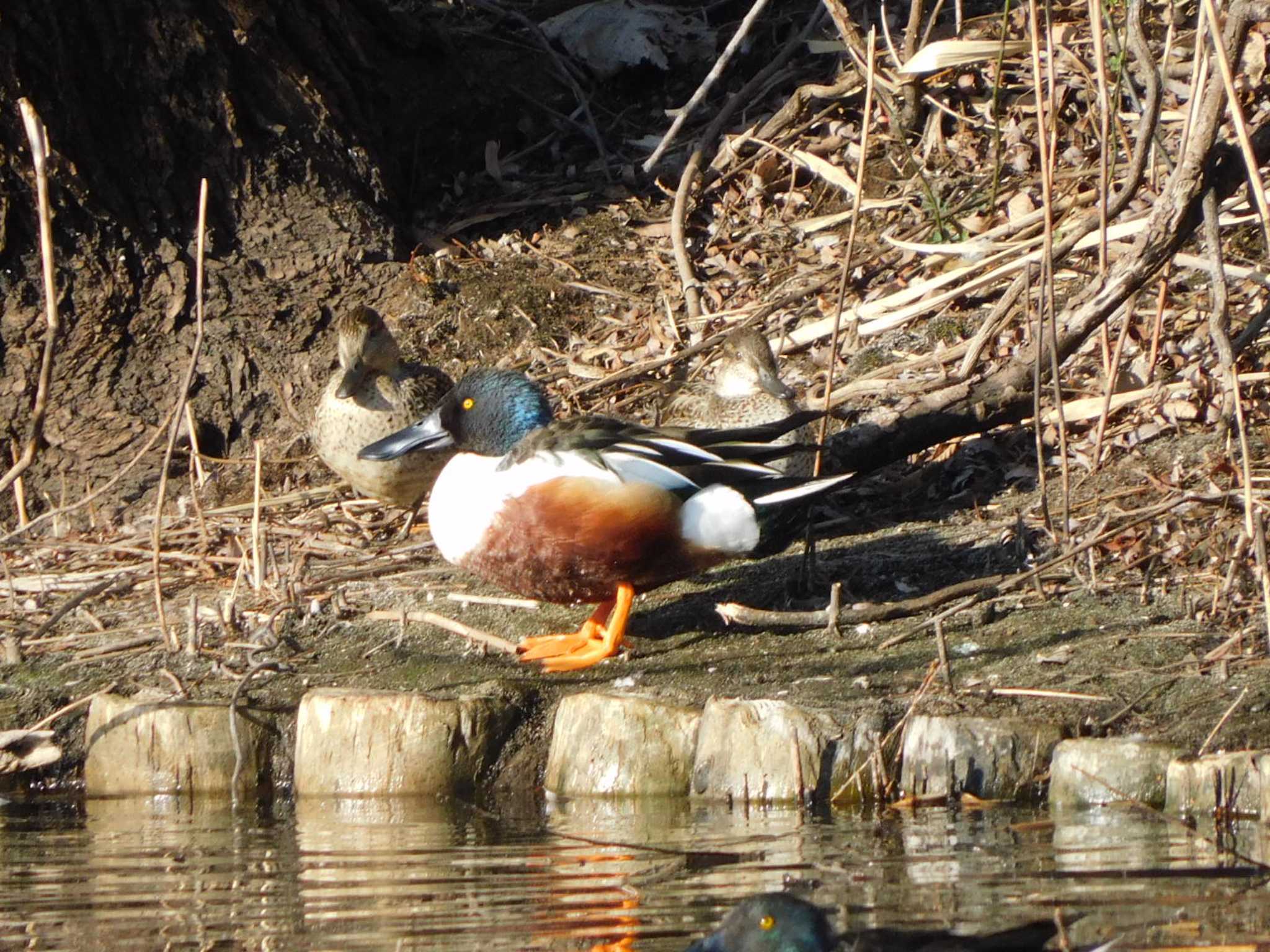 Northern Shoveler