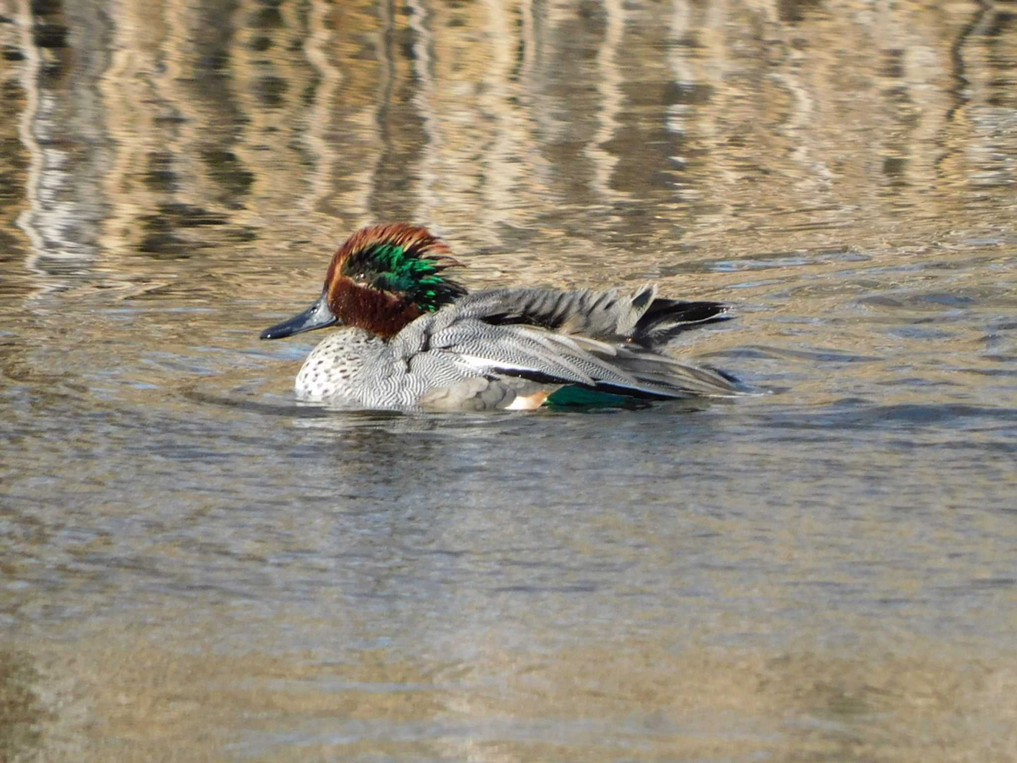 Eurasian Teal