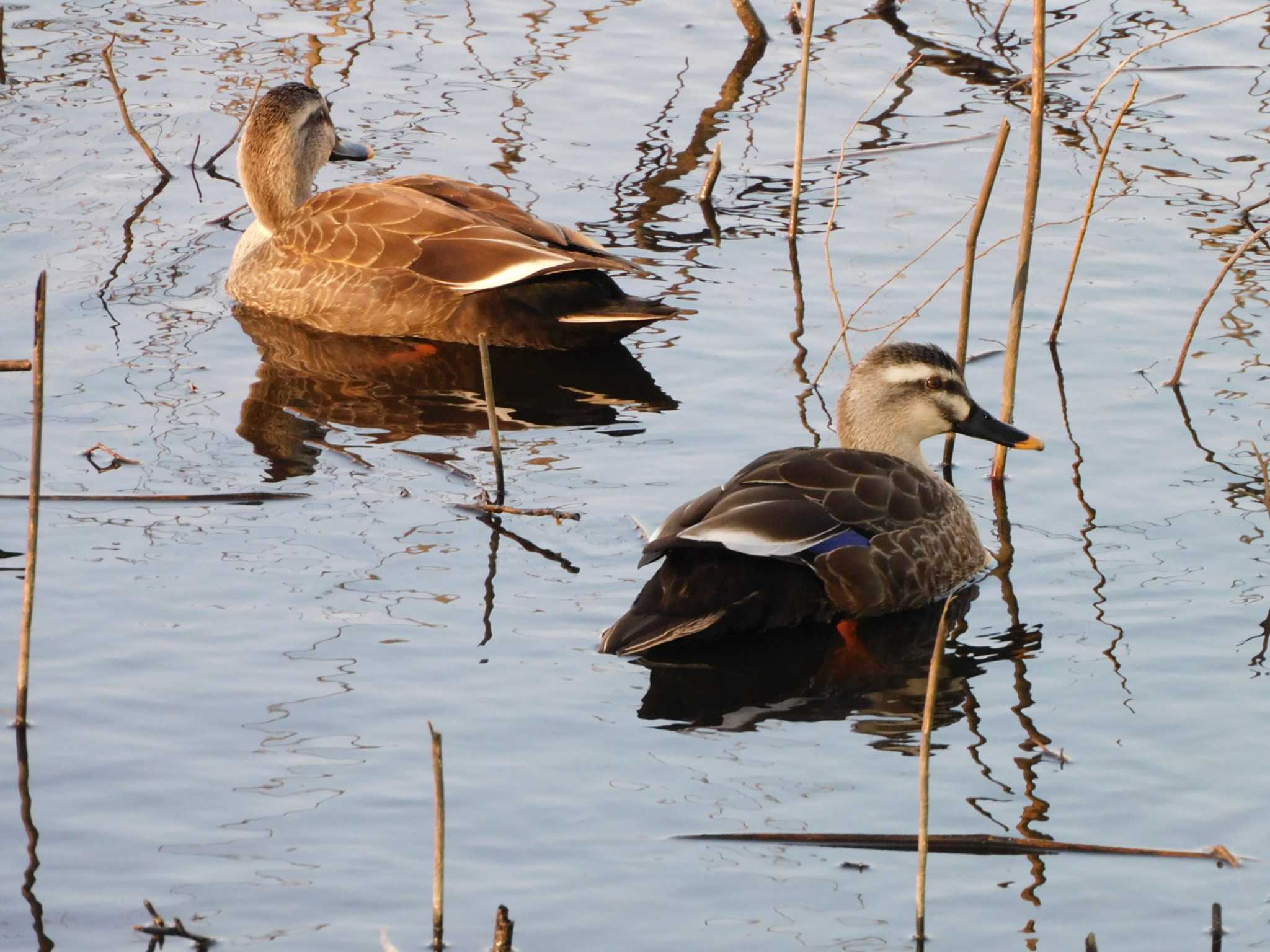 Eastern Spot-billed Duck