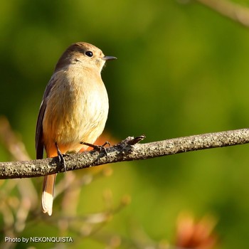 Daurian Redstart 北山緑化植物園(西宮市) Fri, 2/5/2021