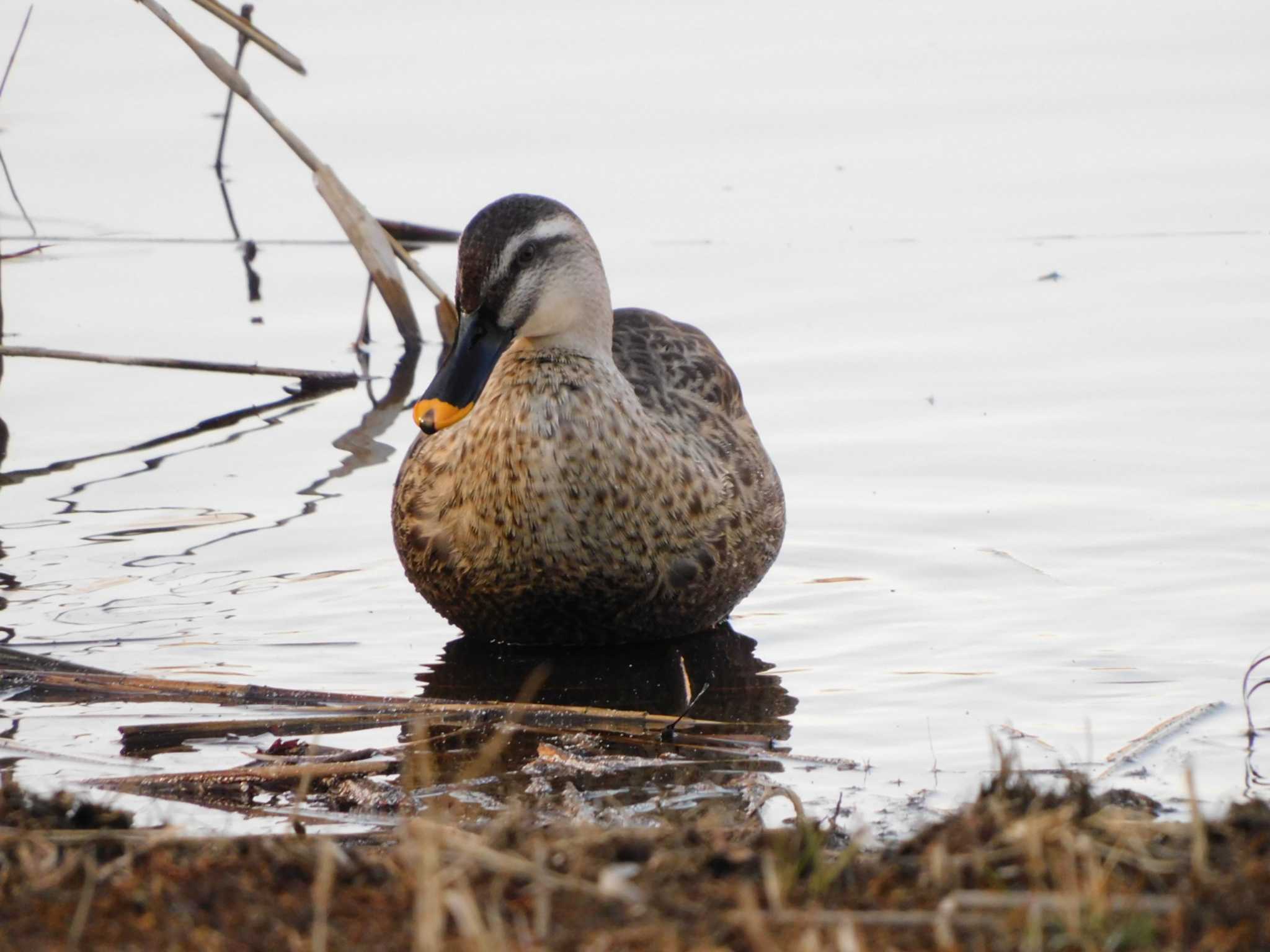 Eastern Spot-billed Duck