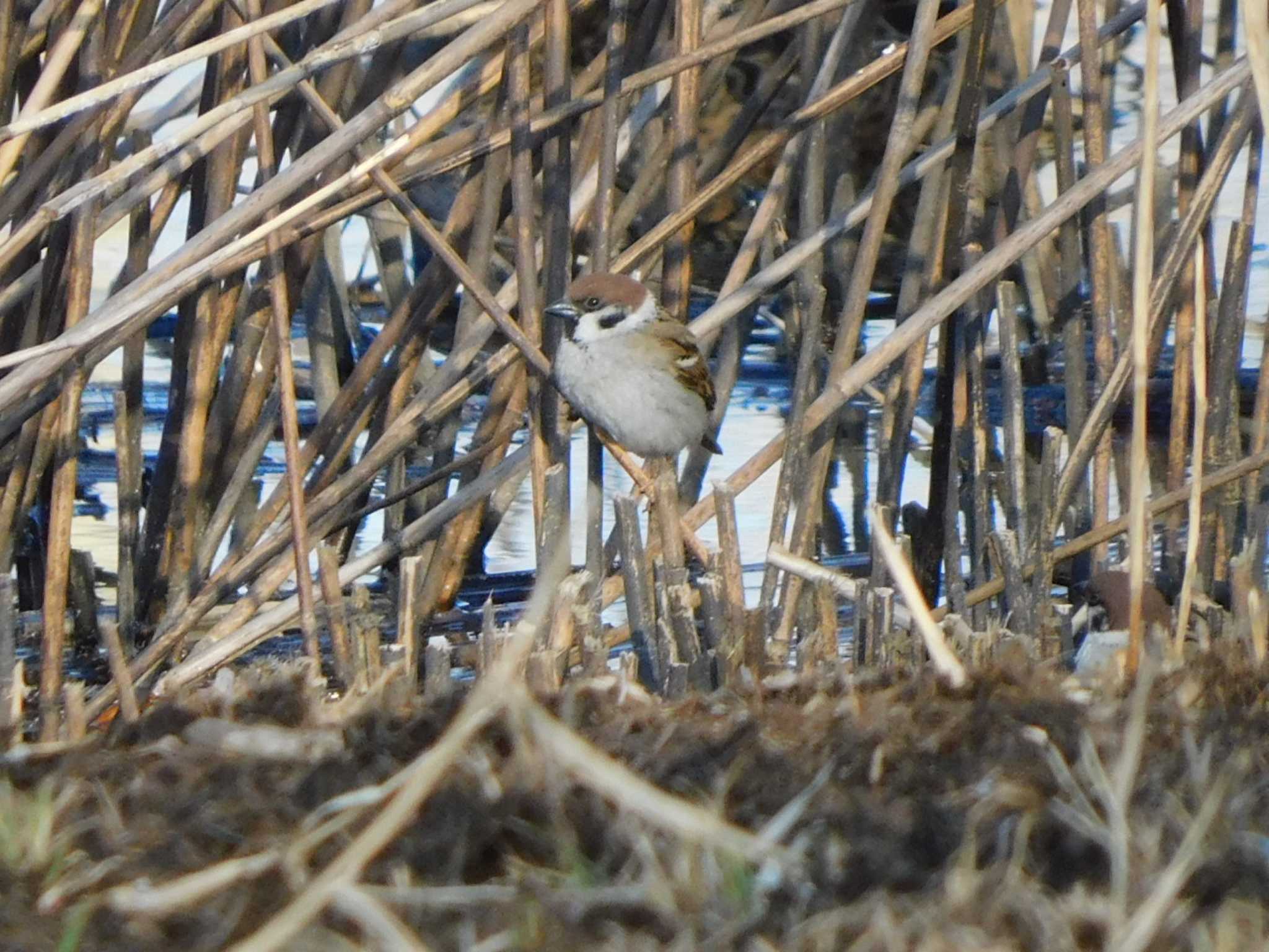 Eurasian Tree Sparrow