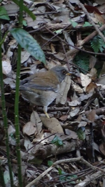 Pale Thrush Higashitakane Forest park Sat, 2/20/2021