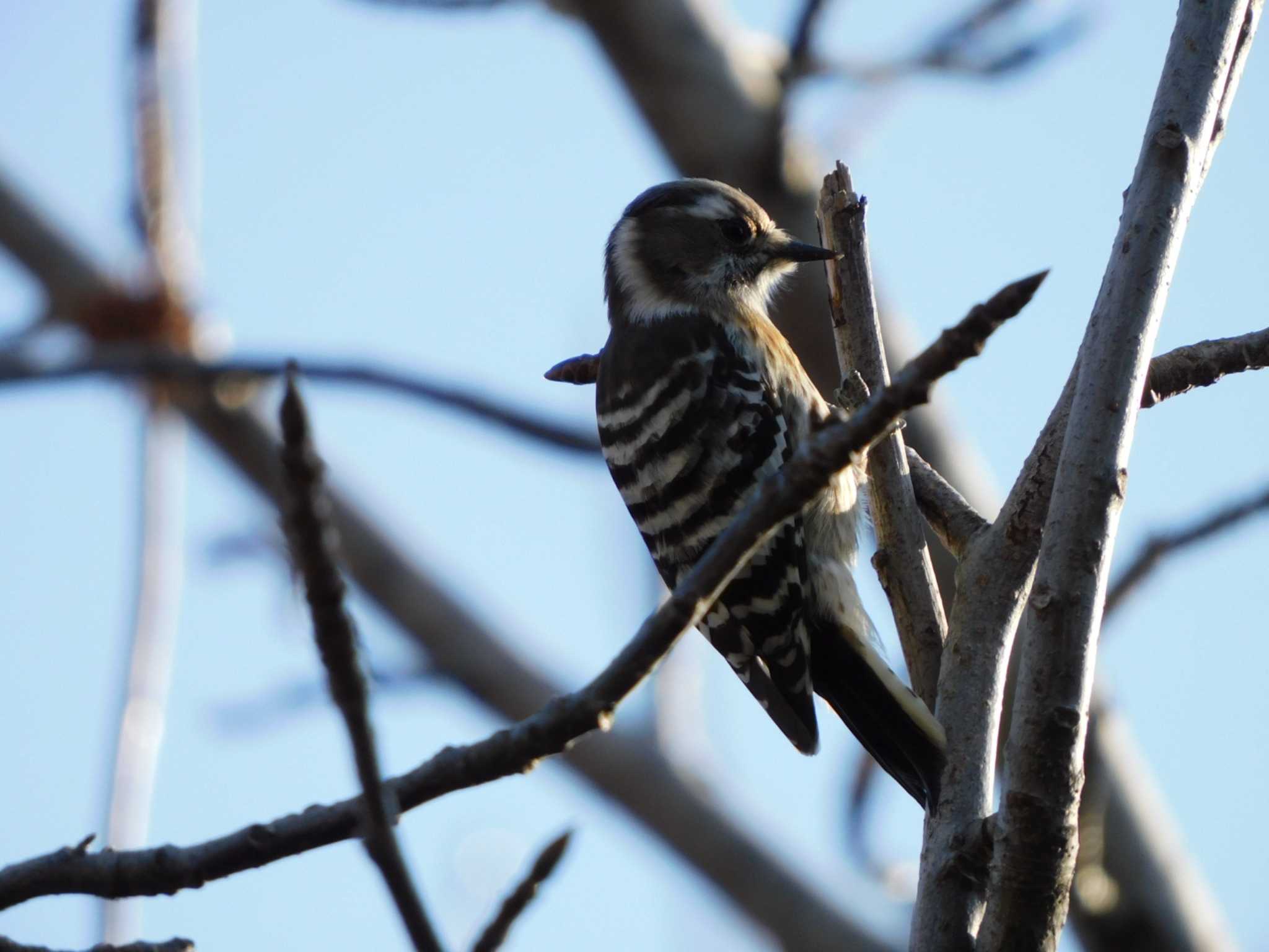 Japanese Pygmy Woodpecker