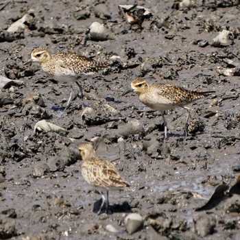 Pacific Golden Plover Sungei Buloh Wetland Reserve Sat, 2/20/2021