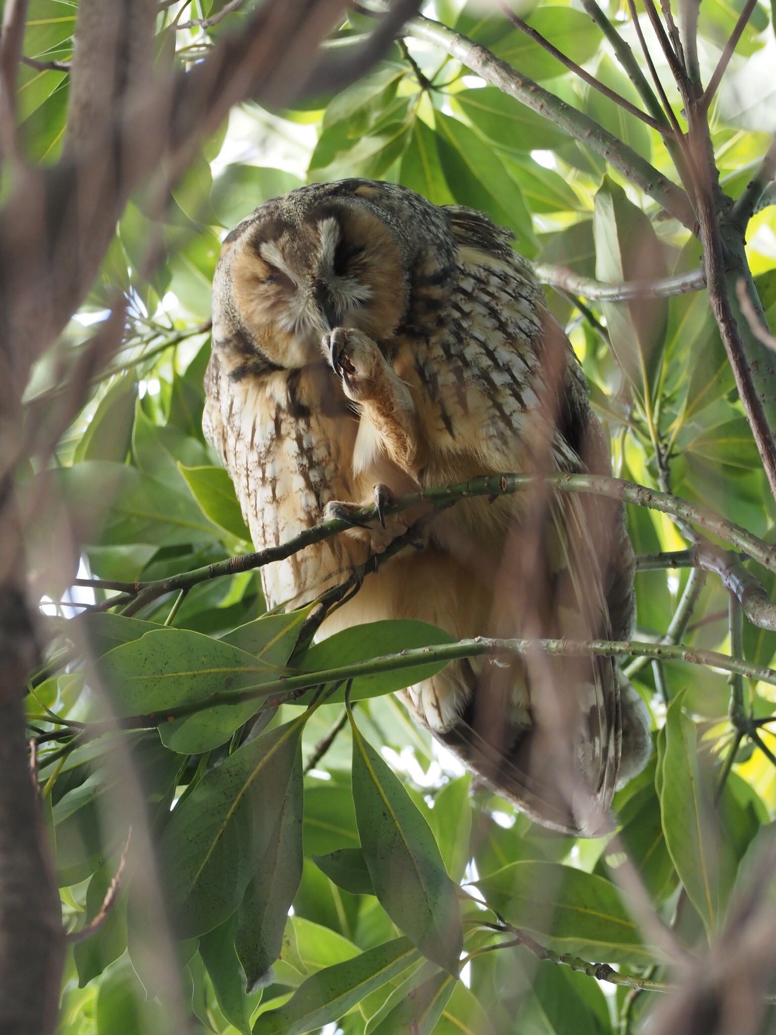 神奈川県 トラフズクの写真 by 孝一