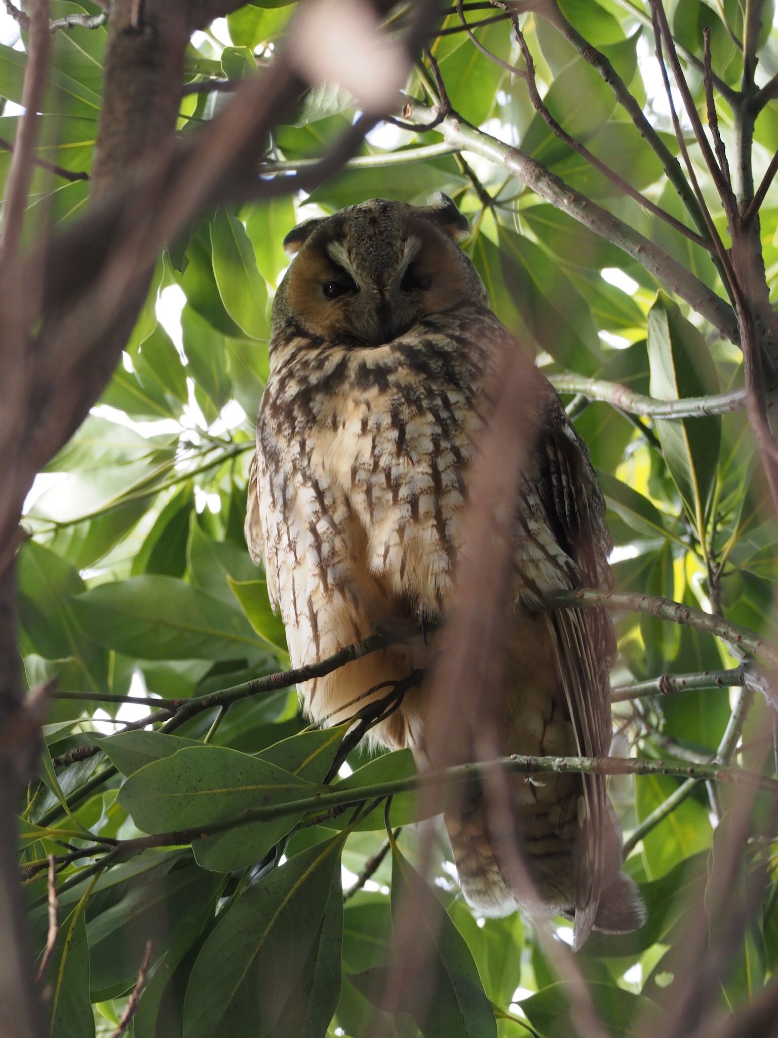 神奈川県 トラフズクの写真 by 孝一