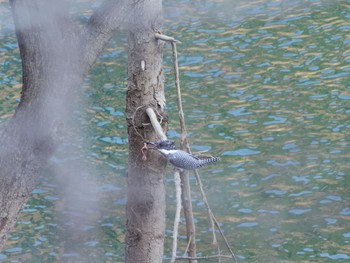 Crested Kingfisher 神奈川県 Sun, 2/21/2021