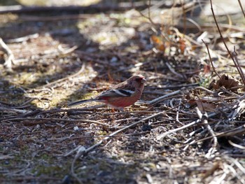 Siberian Long-tailed Rosefinch 神奈川県 Unknown Date