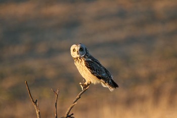 Short-eared Owl Watarase Yusuichi (Wetland) Wed, 1/11/2017