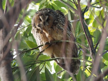 Sun, 2/14/2021 Birding report at 神奈川県