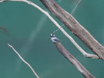 2021年2月21日(日) 神奈川県の野鳥観察記録