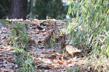 Chinese Bamboo Partridge Unknown Spots Wed, 1/11/2017