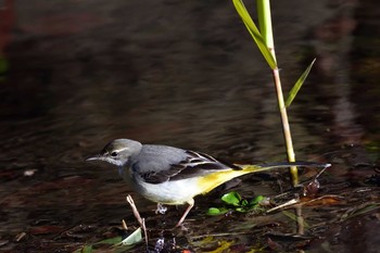 Grey Wagtail Nagahama Park Sat, 2/20/2021