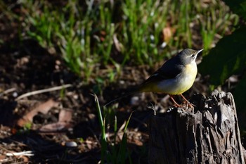 Grey Wagtail Nagahama Park Sat, 2/20/2021