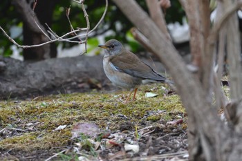 Pale Thrush Nagahama Park Sat, 2/20/2021