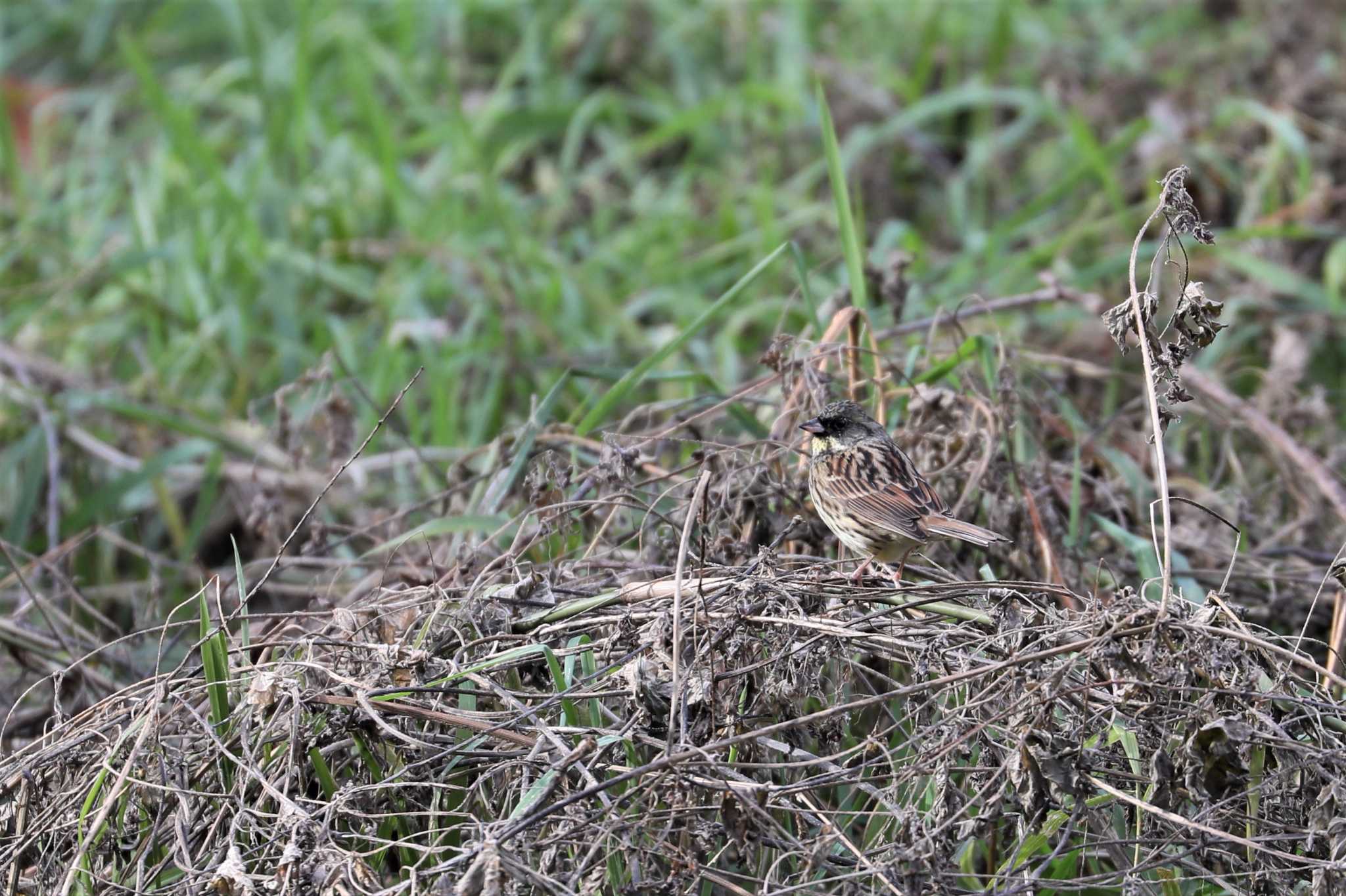 牧野が池公園 アオジの写真