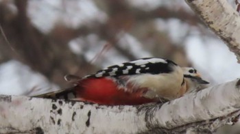 Great Spotted Woodpecker Makomanai Park Sun, 2/14/2021
