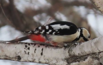 Great Spotted Woodpecker Makomanai Park Sun, 2/14/2021