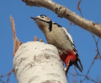 Great Spotted Woodpecker Nishioka Park Sat, 2/13/2021