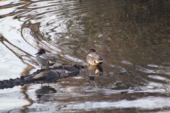 Eurasian Teal 池尻池 Sat, 2/20/2021