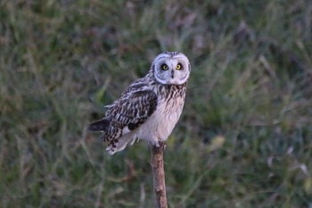 Short-eared Owl Watarase Yusuichi (Wetland) Wed, 1/11/2017