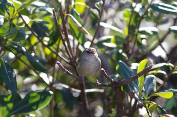 ウグイス 葛西臨海公園 2021年2月20日(土)