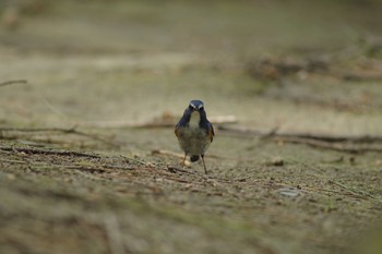 ルリビタキ 場所が不明 2016年4月23日(土)