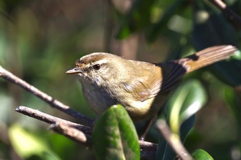 Japanese Bush Warbler Kasai Rinkai Park Sat, 2/20/2021