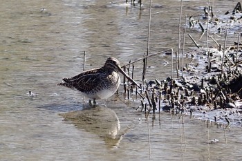 タシギ 葛西臨海公園 2021年2月20日(土)